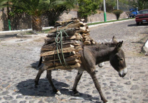 Burros still bring down kindling from the Ajijic mountains
