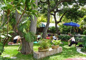 Yoga classes in LCS garden